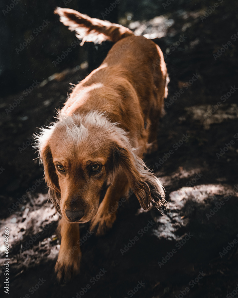 Perro Cocker Spaniel caminando en el monte Perro Cocker Spaniel caminando en el monte