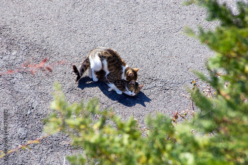 Copulating cats outdoors