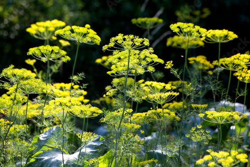 Dill, Anetum Graveolens and zucchini plants photo