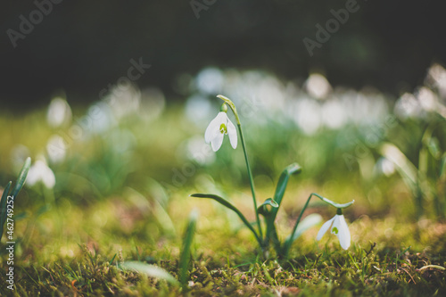 Snowdrops