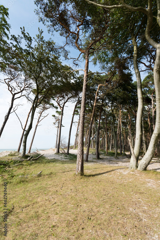 Scenic view of trees growing at beach in Darss forest, Germany Scenic view of trees growing at beach in Darss forest, Germany