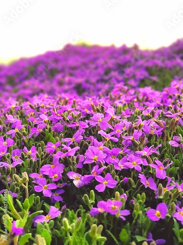 flowers in the garden