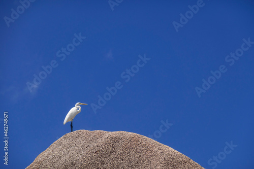 Seychelles, La Digue, Anse Source DÔøΩArgent, heron standing on hill photo