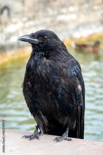 Germany, Wurzburg, Raven on wall by water in Veitshochheim garden photo