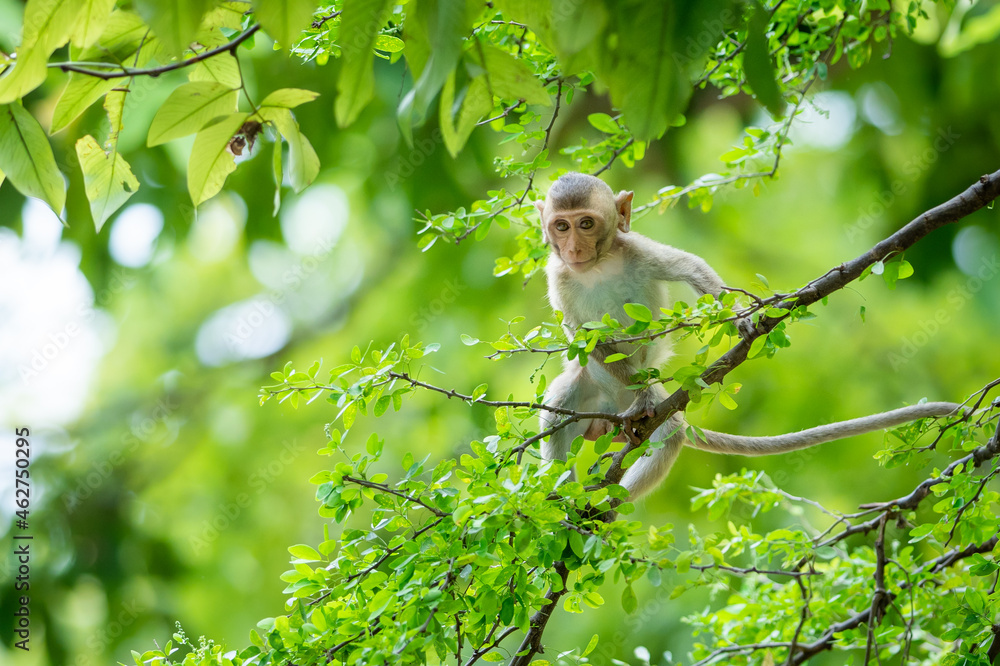 The baby monkey clambered on the tree.