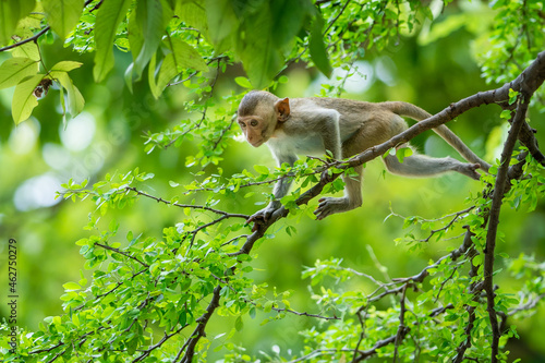 Photography The baby monkey clambered on the tree.