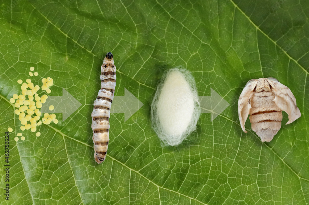 Silk moth silkworm life cycle important stages Stock Photo Adobe Stock