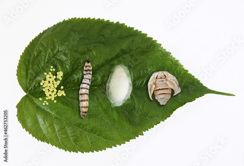 Silk moth silkworm life cycle important stages photo
