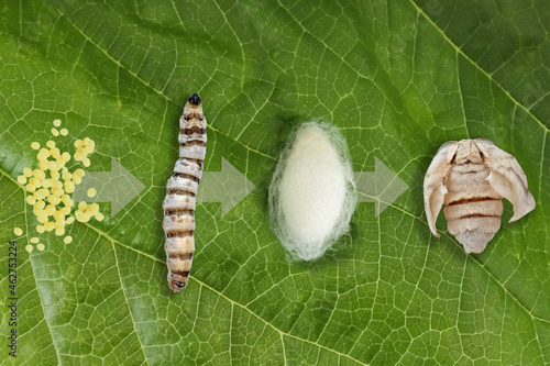 Silk moth silkworm life cycle important stages photo