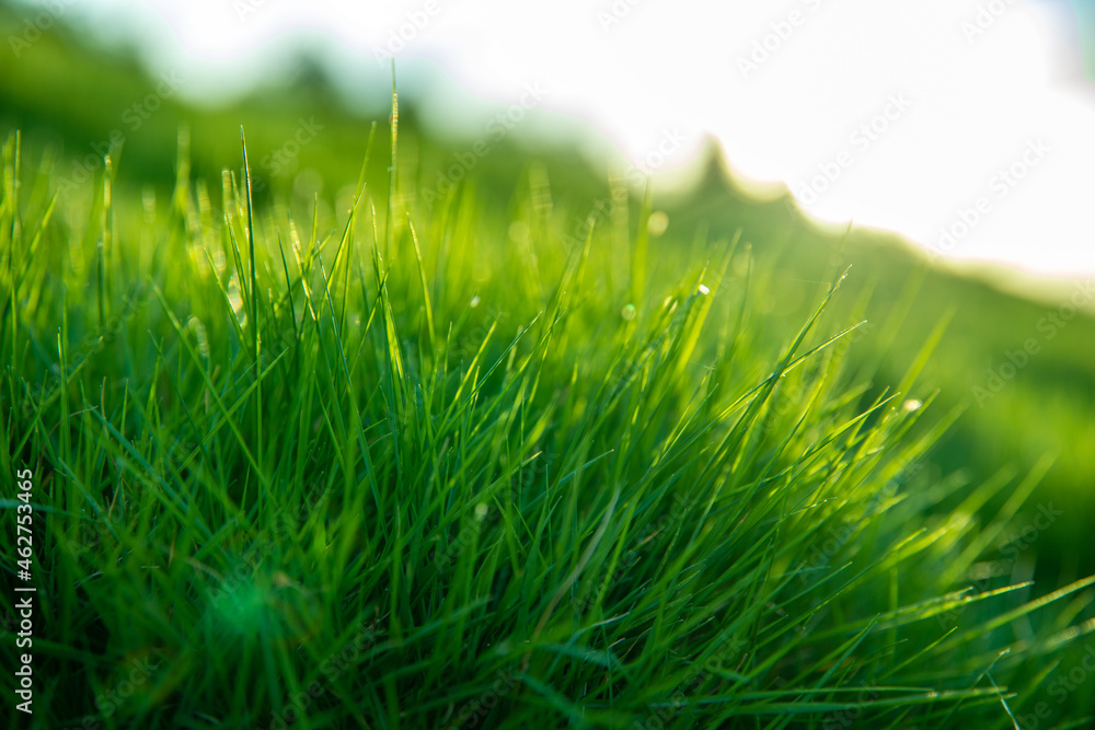 Obraz premium Grass in the morning light