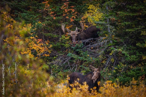 2 Moose in Bushes