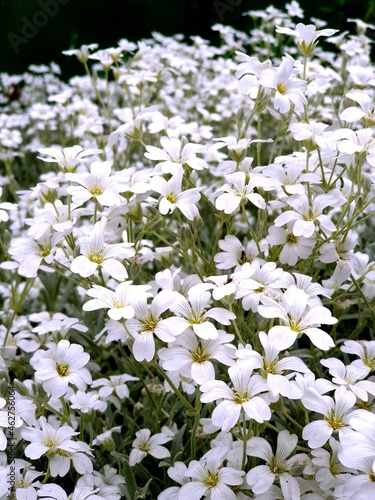 white flowers in the garden