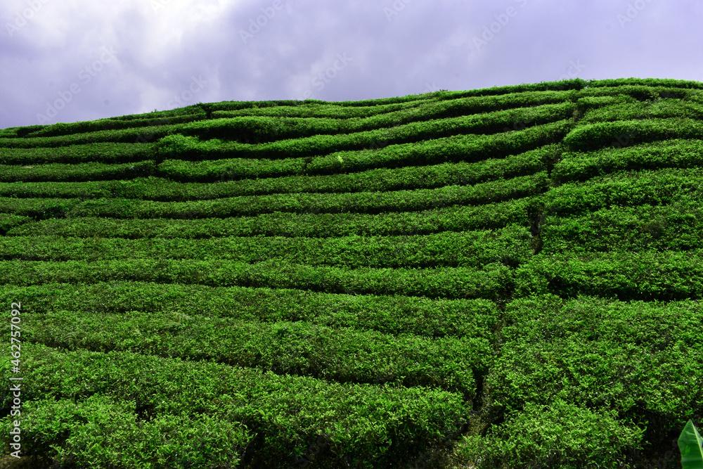 tea plantation landscape with blue sky