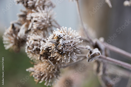 Brown seeds-burdock thorns covered with frost close-up on a gray blurred background