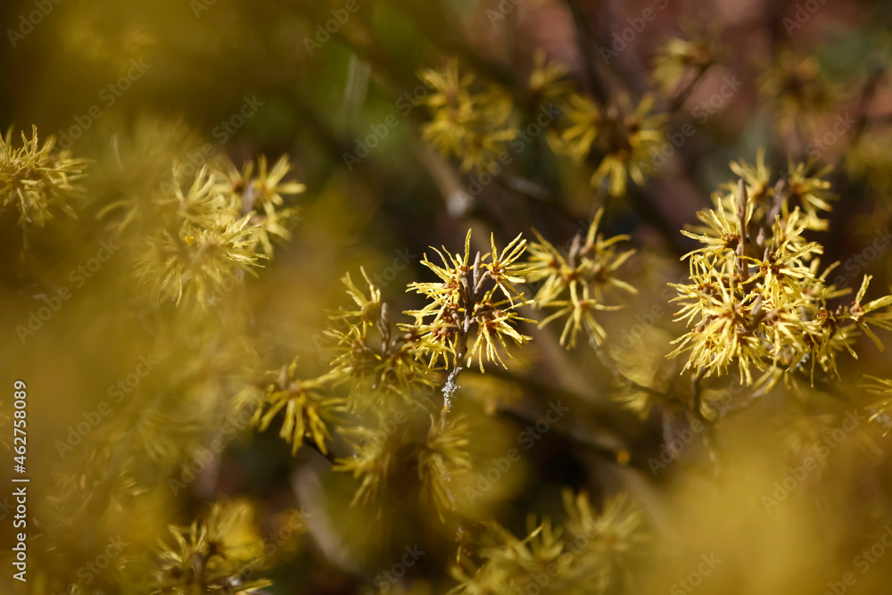 Witch-hazel, Hamamelis, flowering