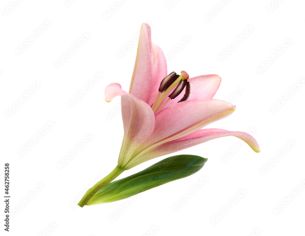 Naklejka premium Beautiful Lily flower isolate on white