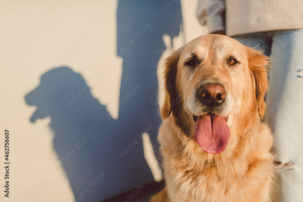 Golden retriever portrait with woman at a wall