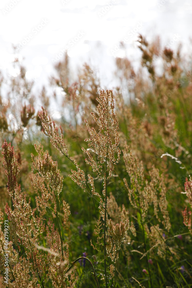 Close-up of grass on land Close-up of grass on land