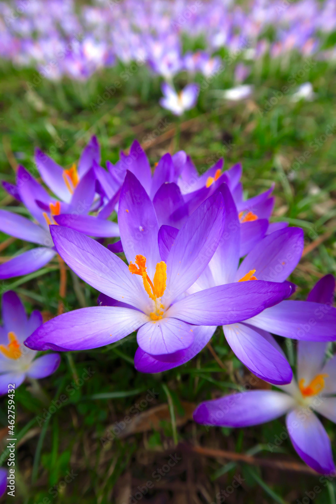 Germany, Close-up of purple blooming crocuses Germany, Close-up of purple blooming crocuses
