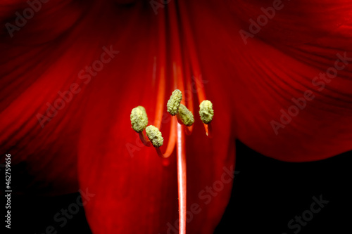 Germany, Close-up of stamens of red blooming amaryllis flower photo