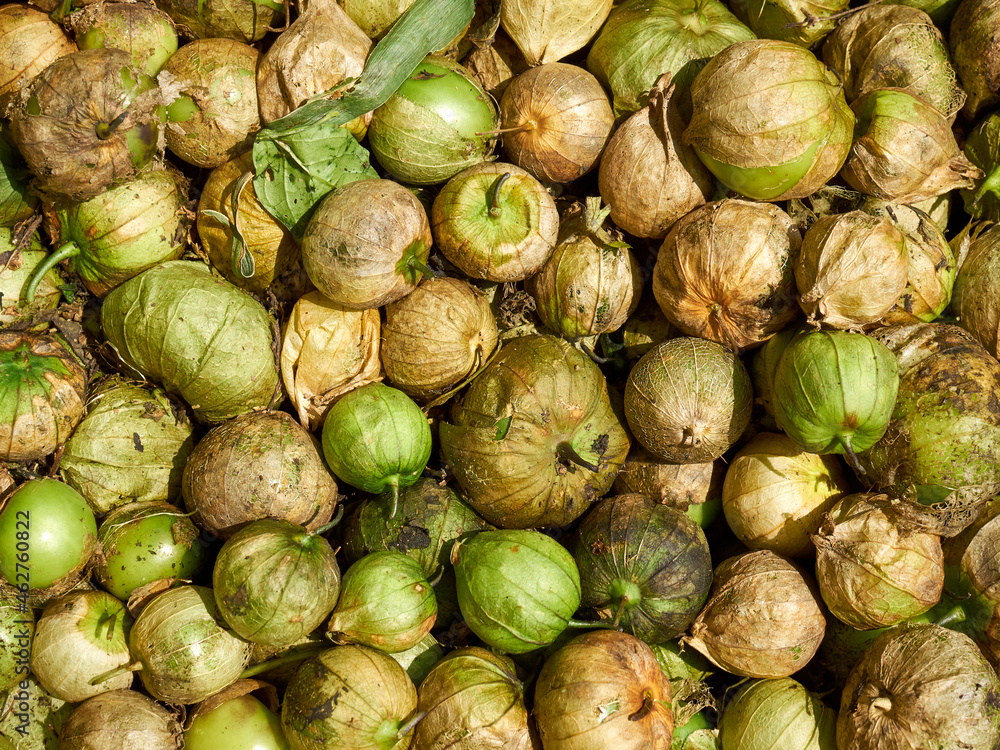 fresh, whole, tomatillos at the Corona Farmers Market, Queens, New York City, NY, USA fresh, whole, tomatillos at the Corona Farmers Market, Queens, New York City, NY, USA