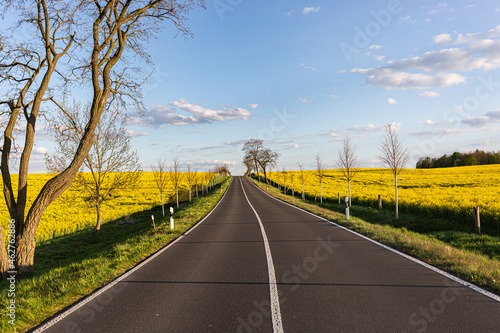 Germany, Brandenburg, Empty country road stretching between oilseed rape fields in spring photo
