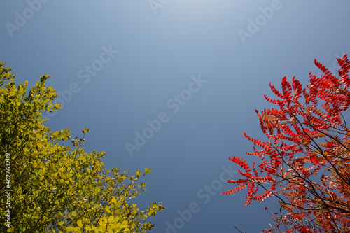 Tree with green summer foliage and tree with red autumn foliage against blue sky photo