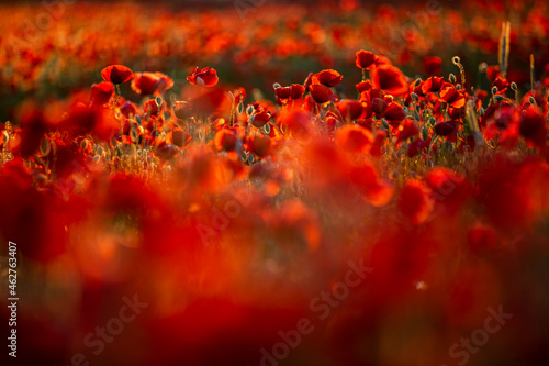 Red poppies growing in field photo