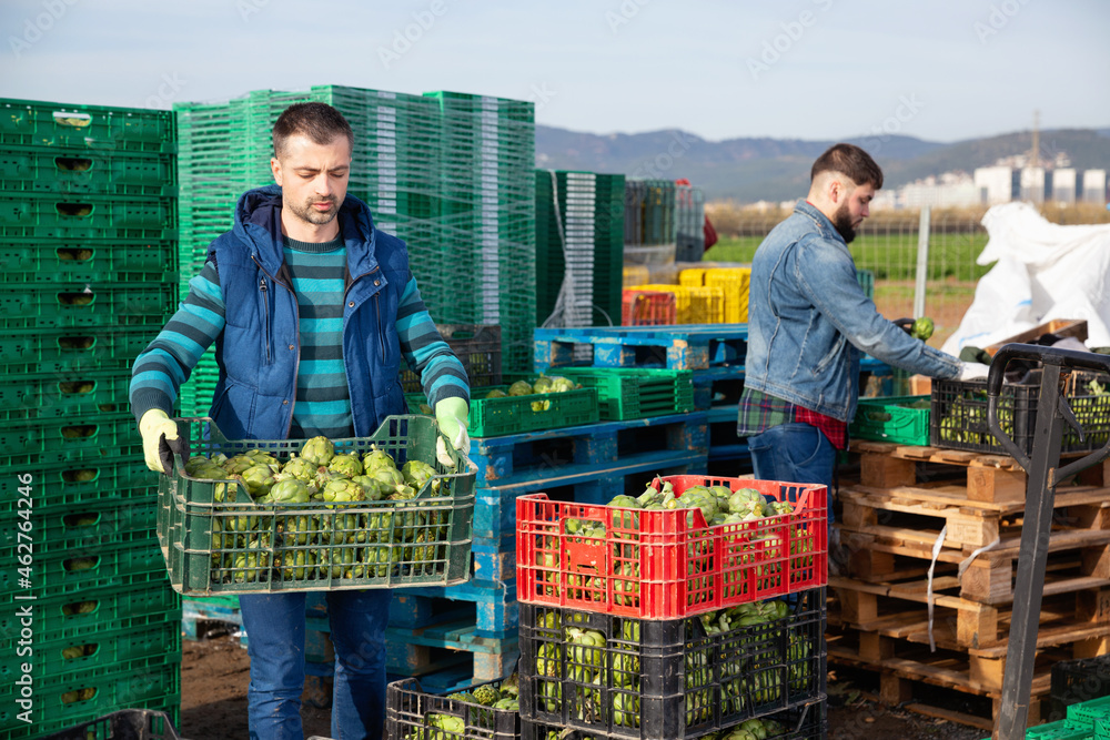 Obraz premium Experienced adult diligent cheerful glad farmer working on vegetable plantation, stacking plastic boxes with freshly harvested artichokes