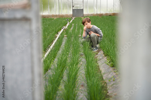 Boy crouching in greenhouse, smelling chives photo