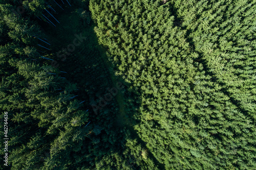 Germany, Bavaria, Drone view of green coniferous forest photo