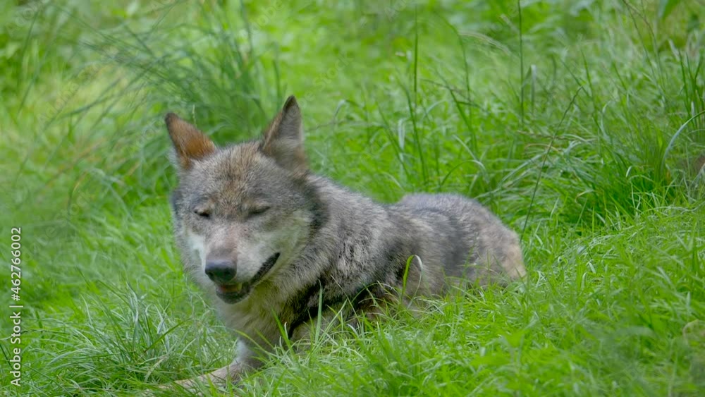 Super slow motion of Lupus Apex Predator Wolf hiding in high grass field during chase - close up shot Super slow motion of Lupus Apex Predator Wolf hiding in high grass field during chase - close up shot