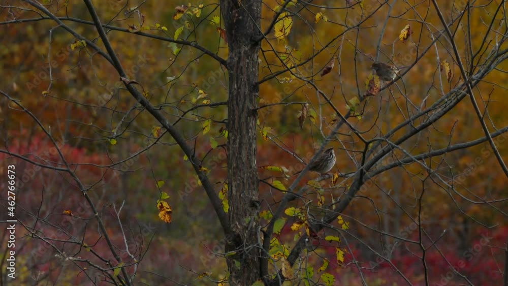 Couple of sparrow birds jumping on tree branches on colorful autumn day Couple of sparrow birds jumping on tree branches on colorful autumn day