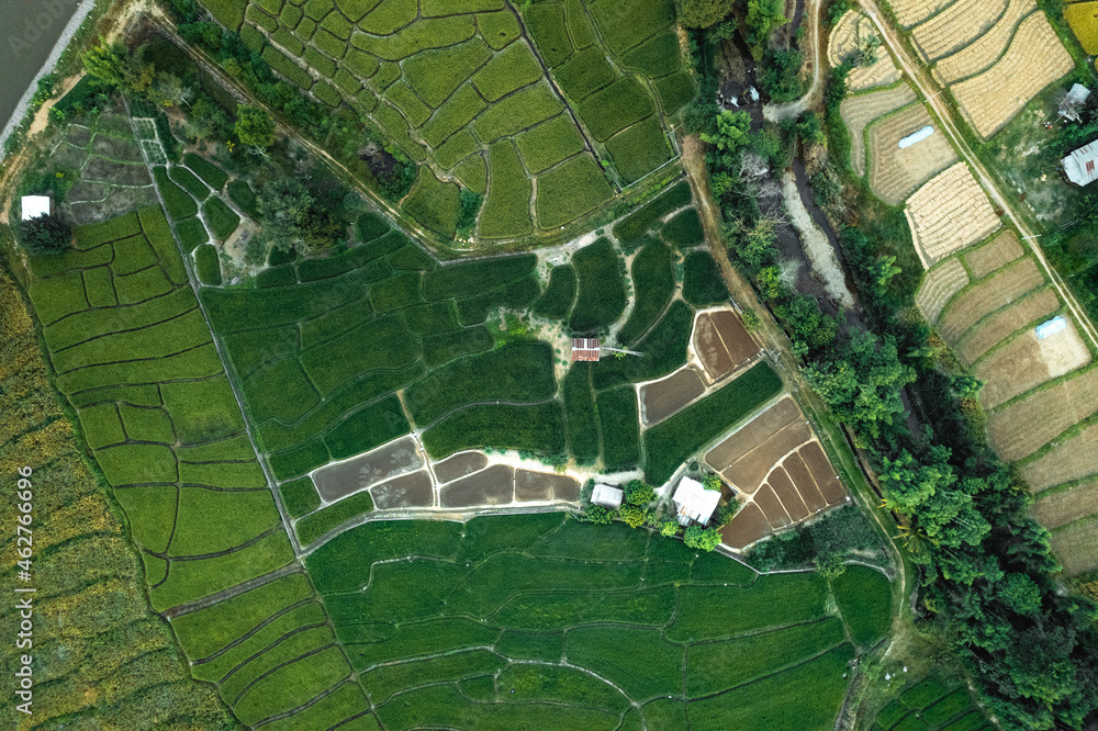 Fototapeta premium Green rice fields and farming high angle view