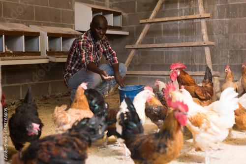 African american man farmer with bucket feeding chickens at chicken-house..