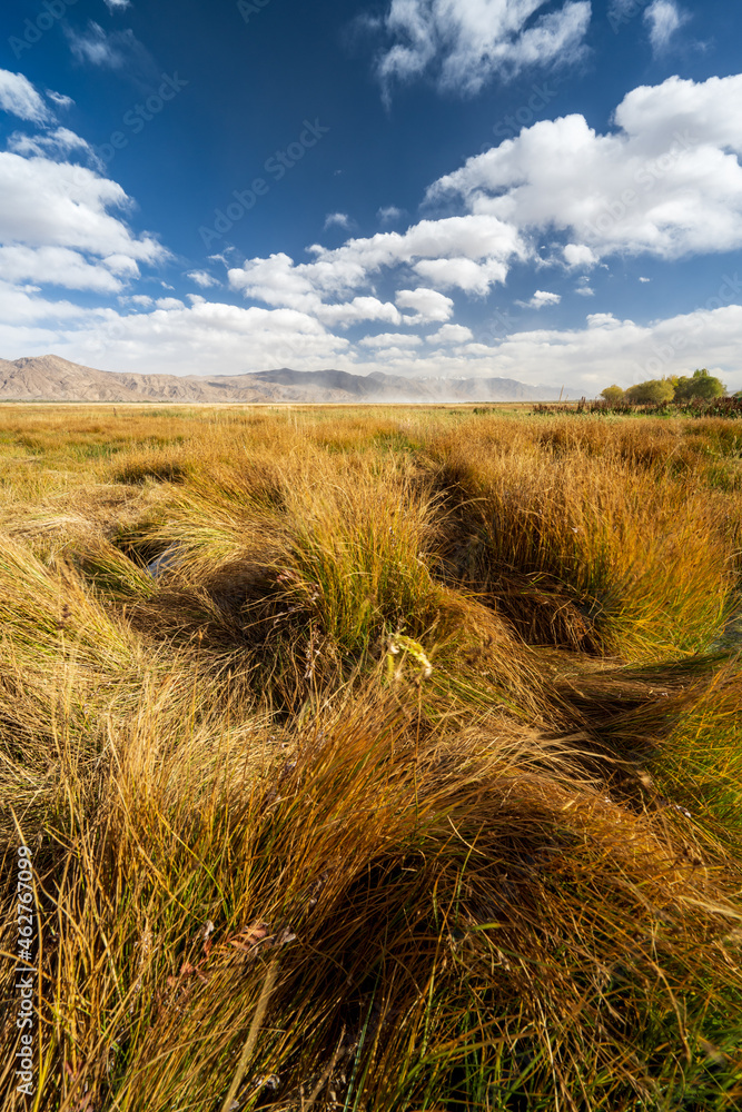 Fototapeta premium a ghost face hiding in grass