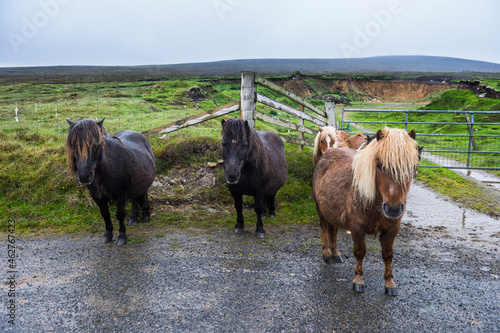 United Kingdom, Scotland, Shetland Islands, Shetland ponies