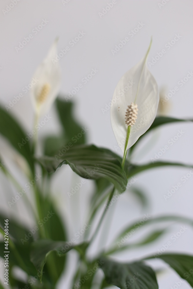 Fototapeta premium close up of white flower