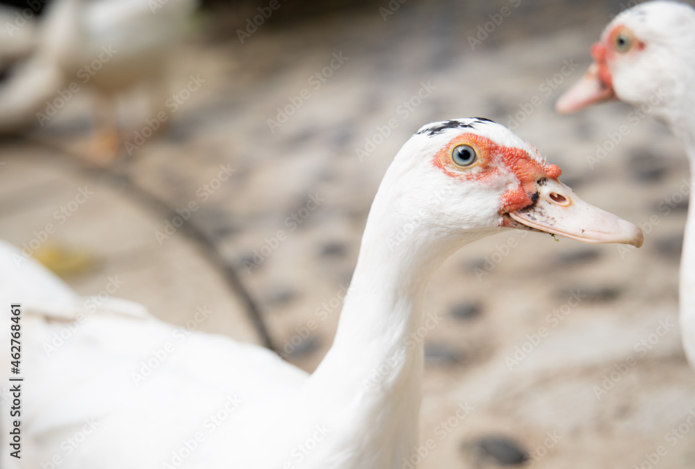 Portrait of a white geese with an orange beak. Goose as a security guard. 