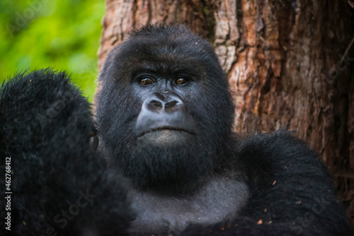 Rwanda, Virunga National Park, portrait of mountain gorilla