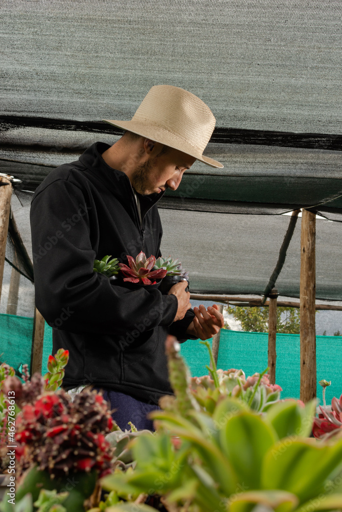 Gardener man with straw hat holding various species of succulents in his arms