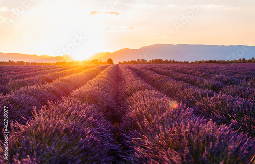 Vast lavender field at springtime sunrise