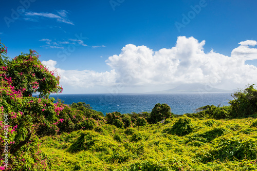 Caribbean, Netherland Antilles, St. Eustatius, Lush vegetation photo