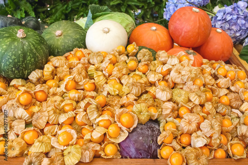 Fruit and vegetable pile background (cape gooseberries,pumpkin, cabbage)