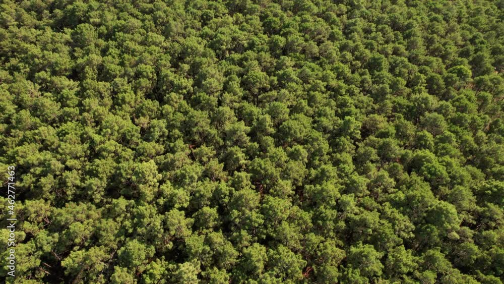 Slow motion shot of the forest in Arcachon Bay, Landes France Slow motion shot of the forest in Arcachon Bay, Landes France