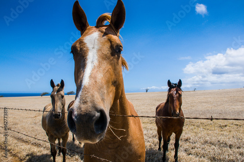 USA, Hawaii, Big Island, Ka Lae, horses on paddock