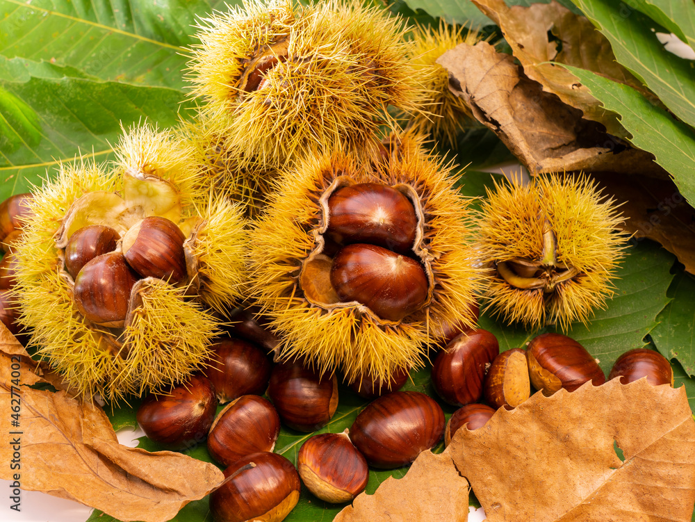 Autumn composition of chestnuts, hedgehogs and chestnut leaves. Fall season. Warm colors. Food background Autumn composition of chestnuts, hedgehogs and chestnut leaves. Fall season. Warm colors. Food background