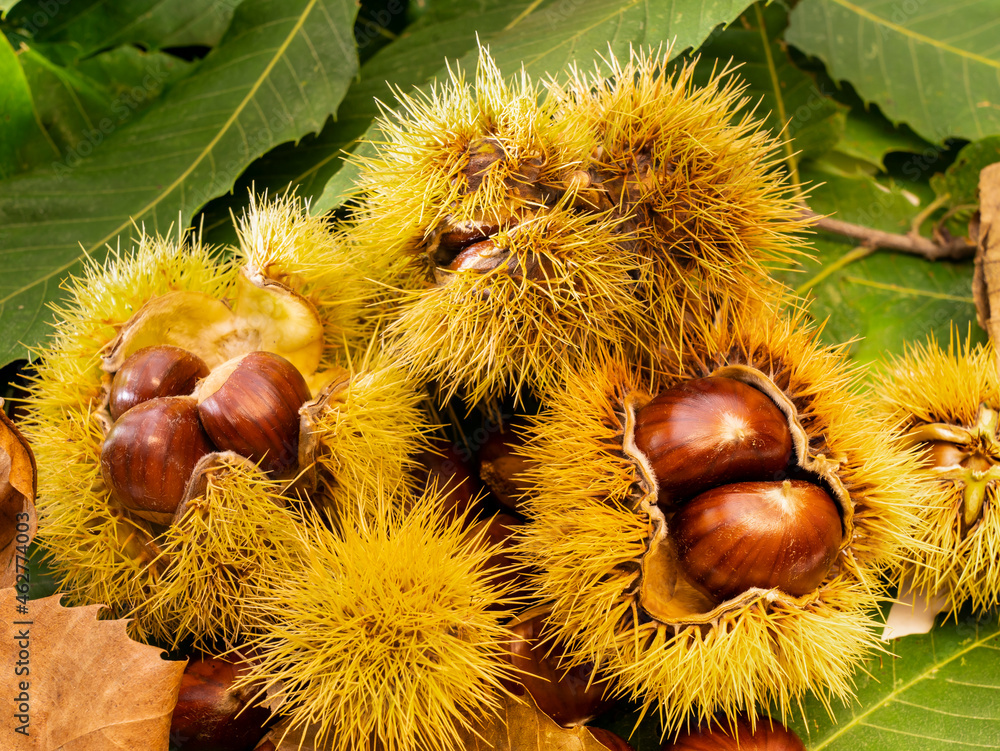 Autumn composition of chestnuts, hedgehogs and chestnut leaves. Fall season. Warm colors. Food background Autumn composition of chestnuts, hedgehogs and chestnut leaves. Fall season. Warm colors. Food background