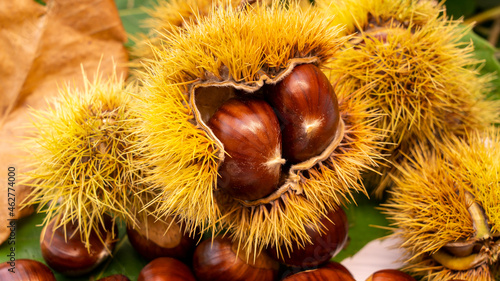 Autumn composition of chestnuts, hedgehogs and chestnut leaves. Fall season. Warm colors. Food background