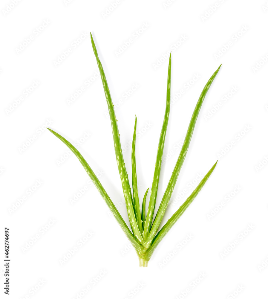 Naklejka premium Aloe vera isolated on white background